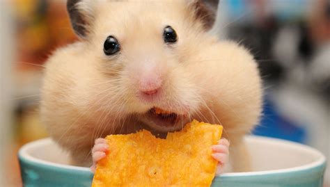 Hamster Wallpapers Backgrounds