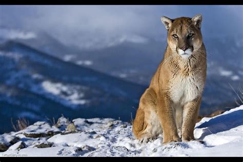 Os X Mountain Lion Wallpaper For Iphone