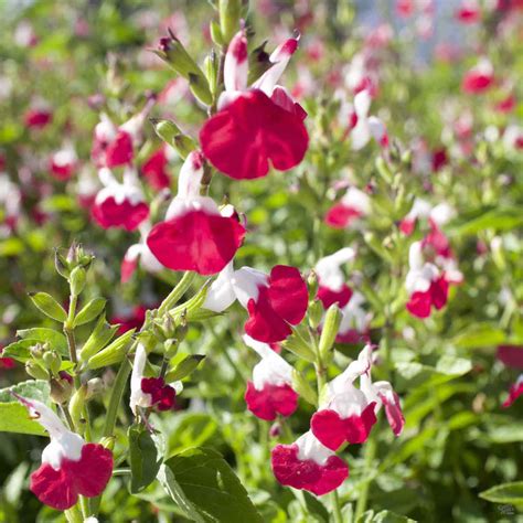 Sage Hot Lips — Green Acres Nursery And Supply
