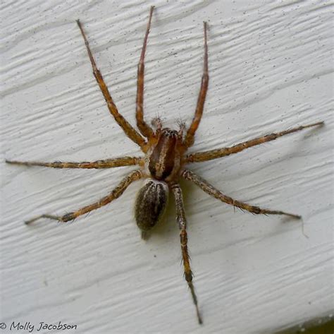 50 Best Ideas For Coloring Big Spiders In Wisconsin