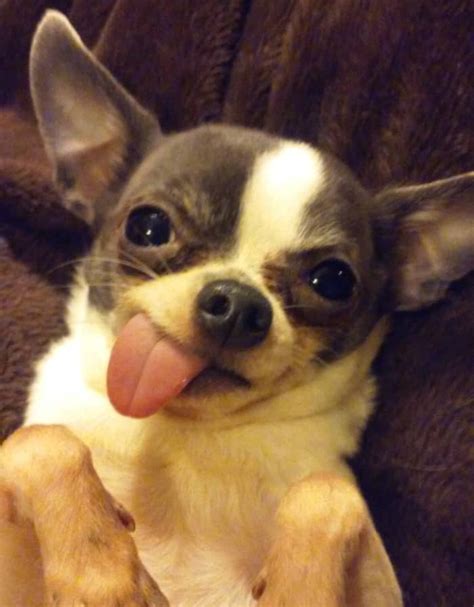 Why Does My Dogs Tongue Stick Out I Love My Chi
