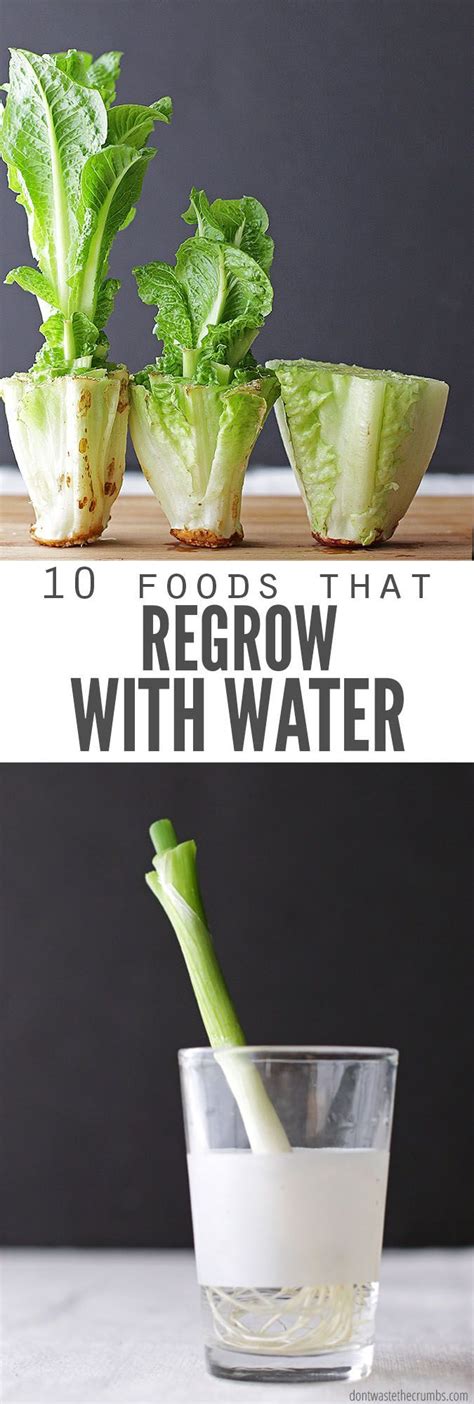 Save Money And Regrow Food Scraps In Water Perfect If You Dont Have