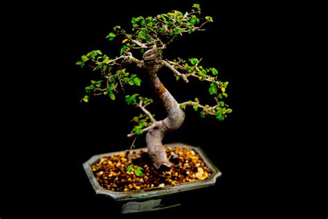 Miniature Japanese Bonsai Tree Free Stock Photo Public Domain Pictures