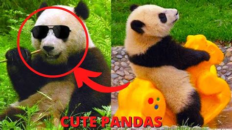 Cutest And Funniest Panda Compilation Youtube