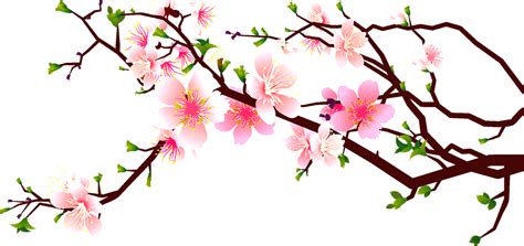 Sakura cherry blossom in spring isolated on white. Cherry Blossom Peach Clip Art Decoration - Cherry Blossoms Clipart Free - Png Download - Full ...