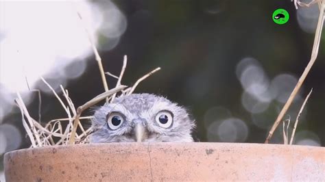 Owls Are Weirdos Funny Owls Compilation 😜 Youtube