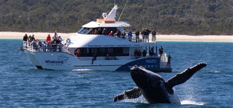 The Ultimate Guide To Whale Watching In Hervey Bay Artofit