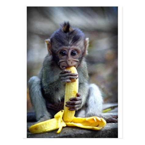 Cute Baby Macaque Monkey Eating Banana Postcard