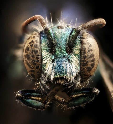 Bugshots Insects As Youve Never Seen Them Before