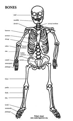 Usually, the long bones have bone marrow while the short ones don't. No Bones About It - Teach the names of the major bones of the human skeleton. | food for kids ...