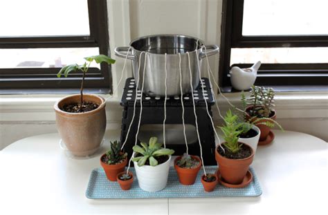 Diy Self Watering System For Houseplants Scissors And Sage Plant