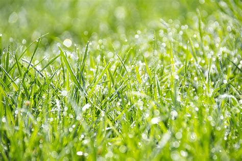 Green Grass Shallow Focus Photography Morning Dew Daytime Nature Ground Wet Pxfuel