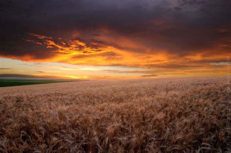 Wheat Field At Sunset Cristen Joy Photography