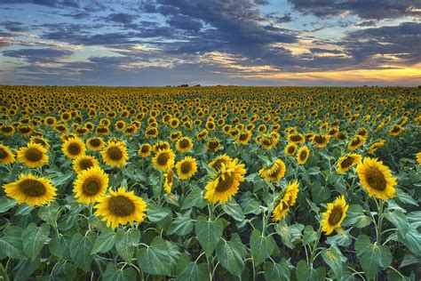 Sunflower Field At Sunset Wildflowers Photograph By Rob Greebon