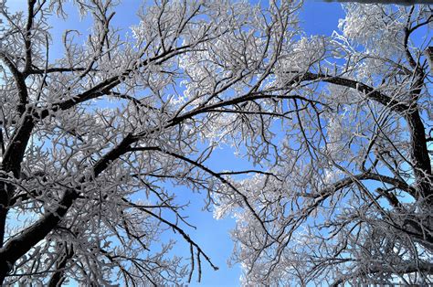 Free Images Tree Nature Branch Blossom Snow White Flower Frost