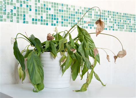 Houseplant Problems 14 Signs Of An Unhappy Indoor Plant Bob Vila