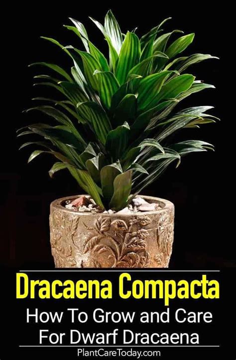 Humidity and brown tips on dracaena plants in dry indoor air, they might enjoy a misting with a spray bottle of plain ol' water on the leaves. Dracaena Compacta Care: Tips On Growing Dwarf Janet Craig ...