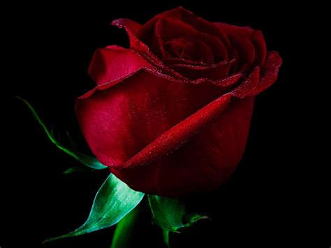 Beautiful Single Red Rose Wallpapers Sf Wallpaper