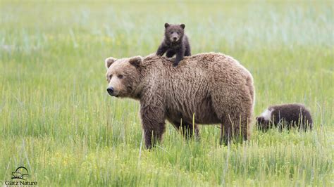 Bear And Cub On The Grass Wallpapers And Images Wallpapers Pictures