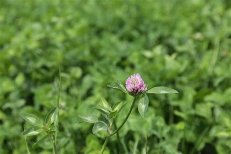Red Clover Silage Organic