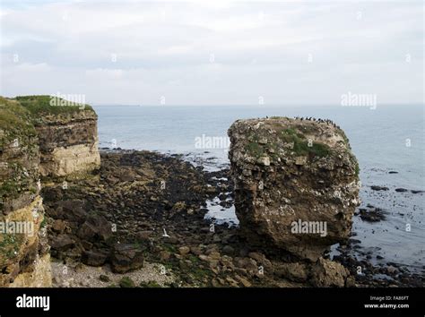 Marsden Rock At Marsden Bay Tyne And Wear Stock Photo Alamy