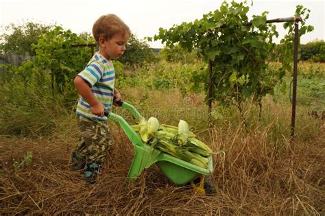 Child Farmer Carries A Toy Wheelbarrow Full Of Corn Stock Image