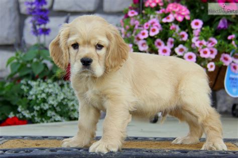 Any puppy can be found through the sources listed i am interested in a lhasa apso puppy of any gender, do you know where can i find a website? Cocker Spaniel puppy for sale near Lancaster, Pennsylvania ...