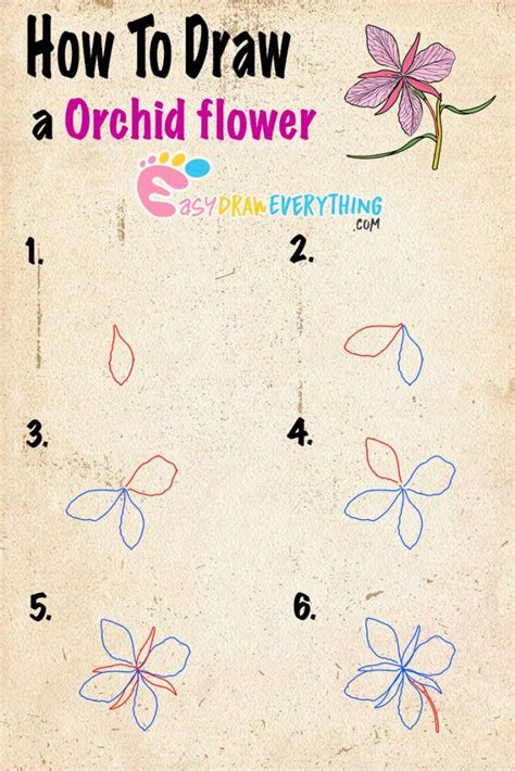 Learn How To Draw An Orchid Flower Drawing Easy Drawings Flower