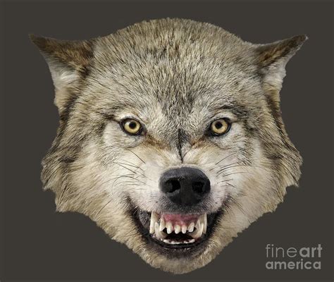 Wolf Snarling Front View Drawing