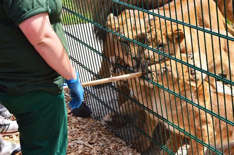 Zoo Enclosure Fencing For High Risk Animals Cld Systems News