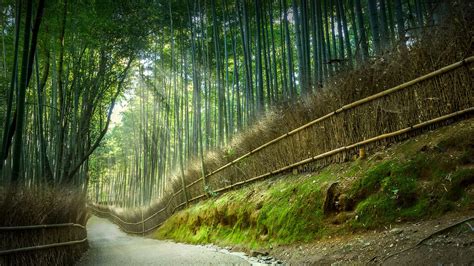 Bamboo Park Pathway Between Tenryuji Temple And Nonomiya Shrine Kyoto