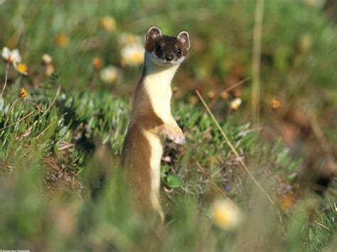 Animal A Day Least Weasel