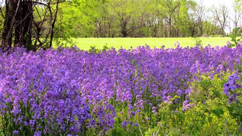 Purple Flower Field And Trees At Daytime Hd Wallpaper Wallpaper Flare