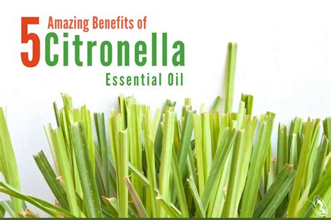 5 Amazing Benefits Of Citronella Essential Oil Organic Aromas