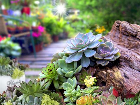 Succulent Garden Design Planning Growing And Care Of Succulent Garden Plants Gardening Know How