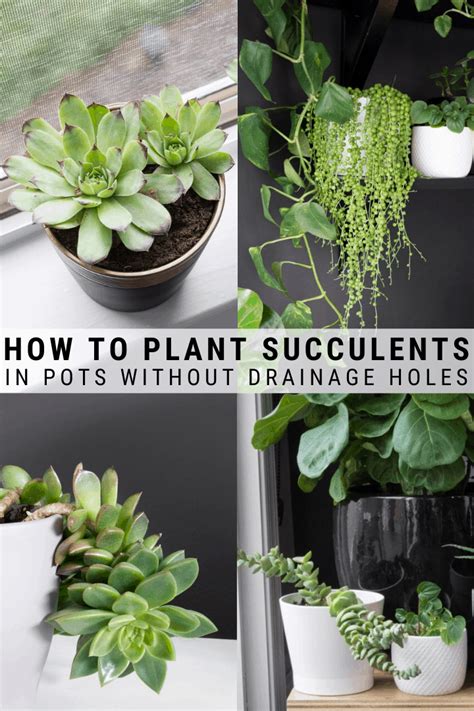 Do Succulents Need To Drain - Succulents & Drainage: 6 Things You Need To Know (Solved!)