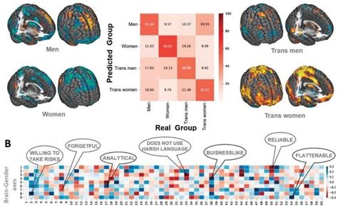 How Many Gender Subtypes Exist In The Brain Neuroscience News