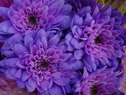 Purple Flowers Wallpapers Dark