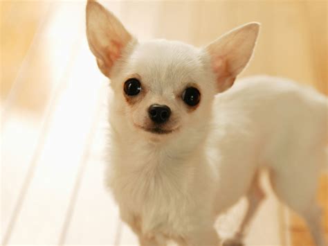 Chihuahua Dog Pictures Cute Pet Dog