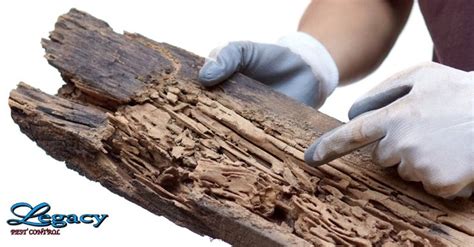 Apply this paste to pieces of wooden furniture and other places that are infested by these termites. Things You Should and Shouldn't Do for Termite Control in 2020 | Termite control, Termites, Wood ...