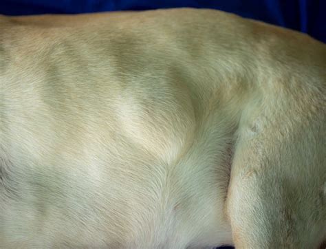 What Are The Bumps On My Dogs Skin