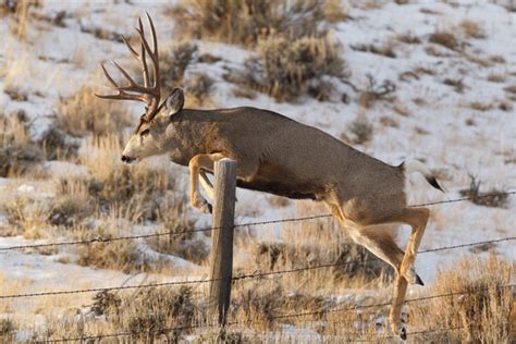Mike Robinson Yellowstone Nature And Wildlife Photography Mule Deer