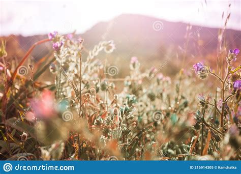 Mountain Meadow Stock Image Image Of Season Flower 216914305