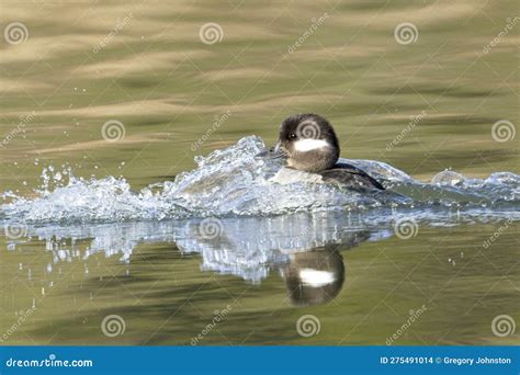 Female Bufflehead Duck Lands In Water Stock Photo Image Of Wildlife