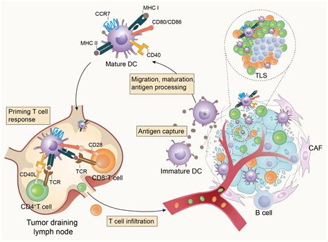 The Role Of Type Conventional Dendritic Cells In Cancer Immunity