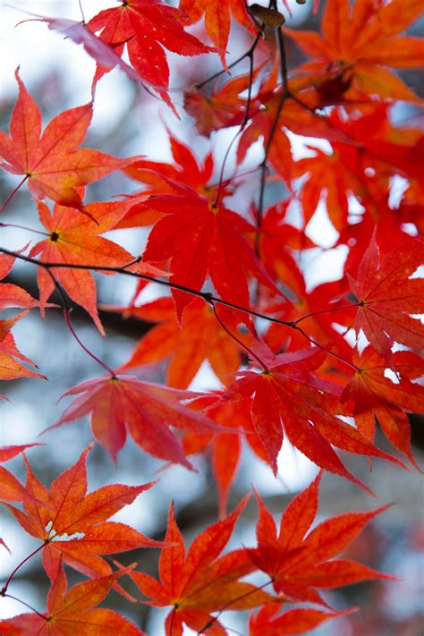 Free Images Autumn Colours Autumn Leaves Branch Color Environment