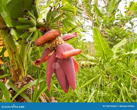 Banana Tree Stock Image Image Of Flower Fruit Subtropical 250792583