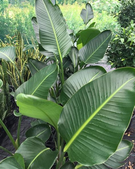 Strelitzia Strelitzianicolai Very Pleased To See Plant World Seeds