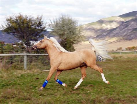 Welara Pony — Discoverthehorse Horse Breeds Pony Breeds Equine