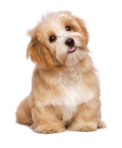 17 Small Dog Breeds That Are Good With Kids Top Dog Tips